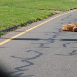 deer-wounded-on-the-road